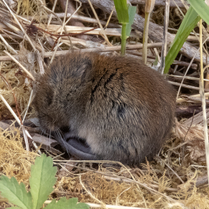 IMG_2331a-Field-Vole