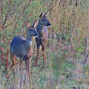 IMG_3098b-Roe-Deer