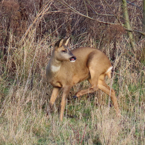 IMG_3875a-Roe-Deer