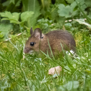 IMG_4103a-Woodmouse