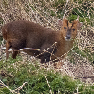 IMG_4367a-Muntjac