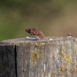 IMG_6308a-Weasel
