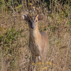 IMG_6313a-Muntjac