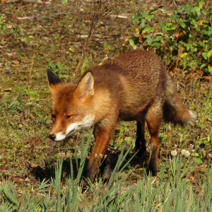 IMG_6756c-Fox