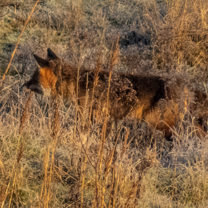 IMG_6799a-Fox