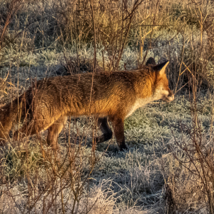 IMG_6802a-Fox