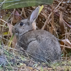 IMG_7260a-Rabbit