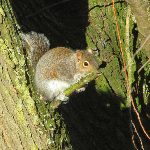 IMG_7415a-Grey-Squirrel