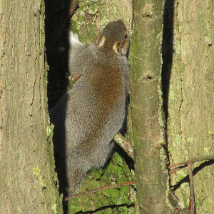 IMG_7417a-Sunbathing-Squirrel