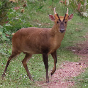 IMG_9271a-Muntjac
