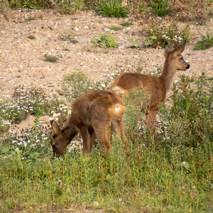 IMG_9502a-Roe-Deer-kids
