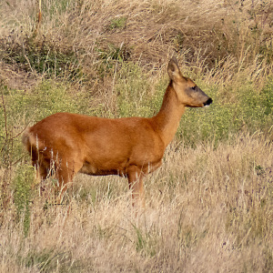 IMG_9503a-Roe-Deer