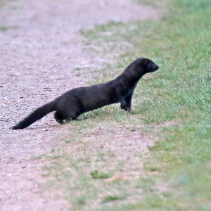 Mink-1