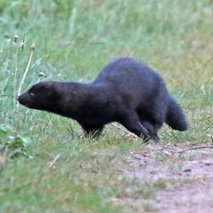 Mink-2jpg