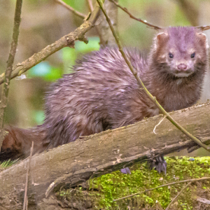 MINK