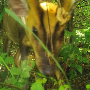 Reeves Muntjac