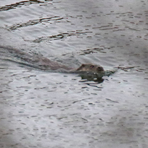 Otter-1-JV