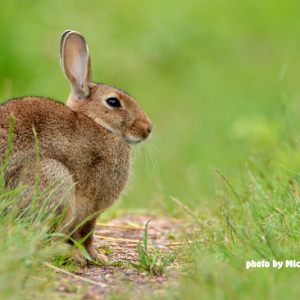 Rabbit