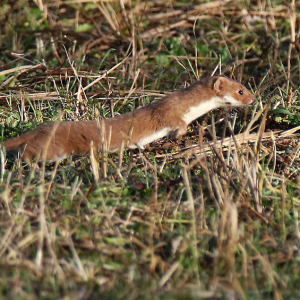 Weasel-1-JV