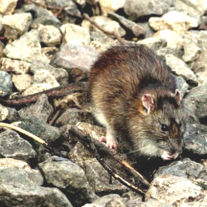 Brown Rat