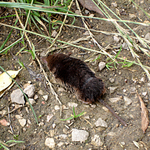 Common Shrew