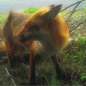 Fox