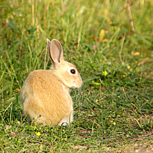 Ginger Bunny