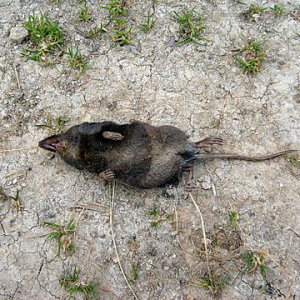 shrew-darren