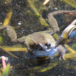 IMG_0050a-Floating-Frog