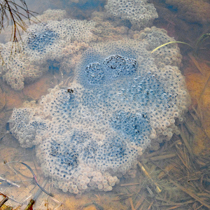 IMG_0071a-Frog-Spawn
