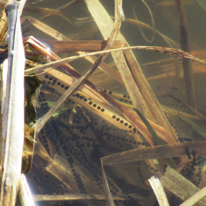 Toad-Spawn