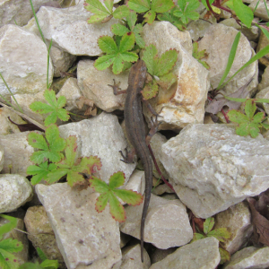 Common Newt