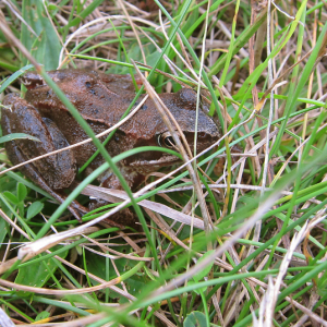 Common Frog
