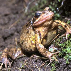 Common Frog