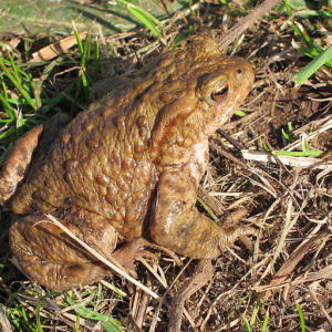 Common Toad