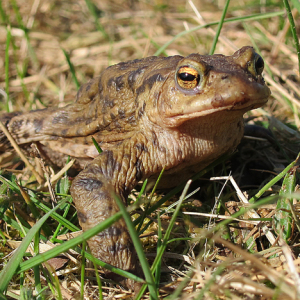 Common Toad