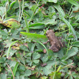 Toadlet