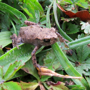 Toadlet