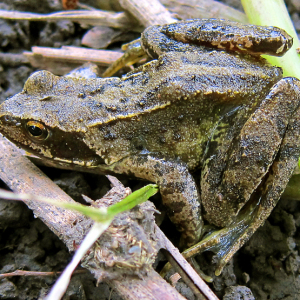 Common Frog