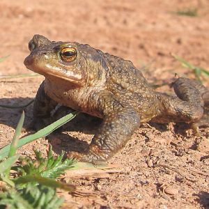 Common Toad