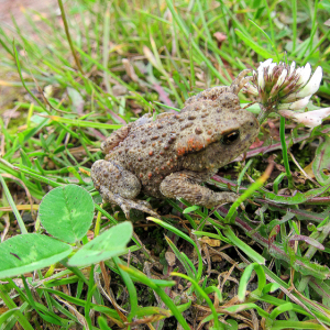 Common Toad
