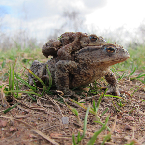 Common Toads in amplexus
