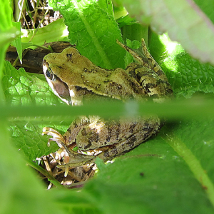 Common Frog