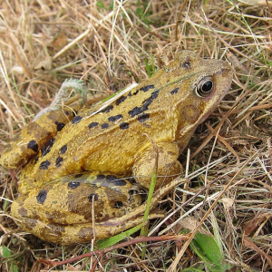 Common Frog