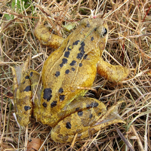 Common Frog