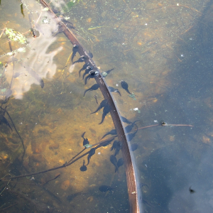 Common Frog