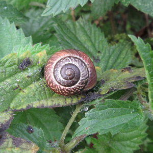 IMG_4113a-Copse-Snail