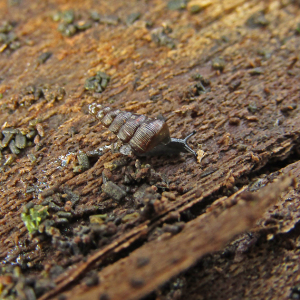 IMG_4273b-Balea-perversa-Tree-Snail