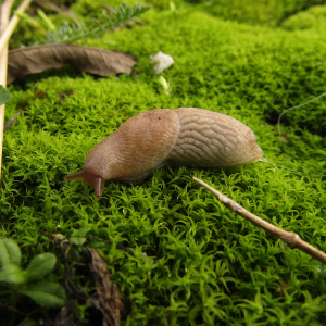 IMG_4273c-Netted-Slug