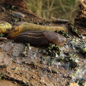 Ash Black Slug